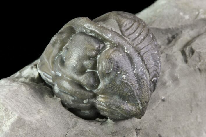 Wide, Enrolled Flexicalymene Trilobite In Shale - Ohio #67972